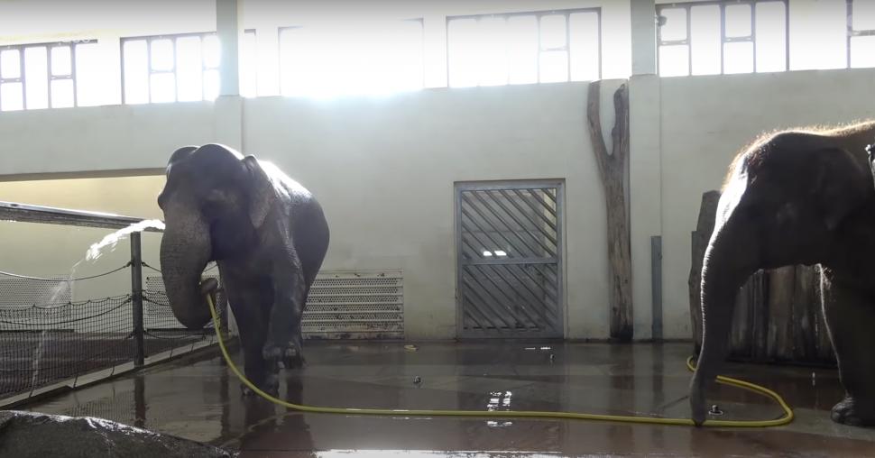 Elefantul Mary a învățat să se spele singur cu furtunul. Anchali, o femelă mai tânără, o sabota: i-a întrerupt dușul cu trompa 934518