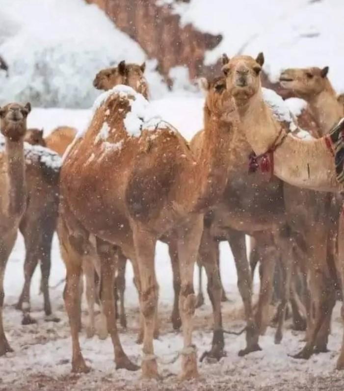  Într-un deșert din Arabia Saudită, unde temperaturile ajung și la 55 de grade, a nins pentru prima dată. Cămilele sunt bulversate 934415