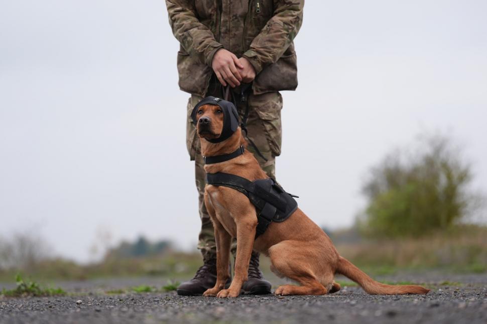 Ochelari și veste de protecție pentru câinii-soldați. Imagini inedite cu Una, Meg, Bonnie și Grainger 934345