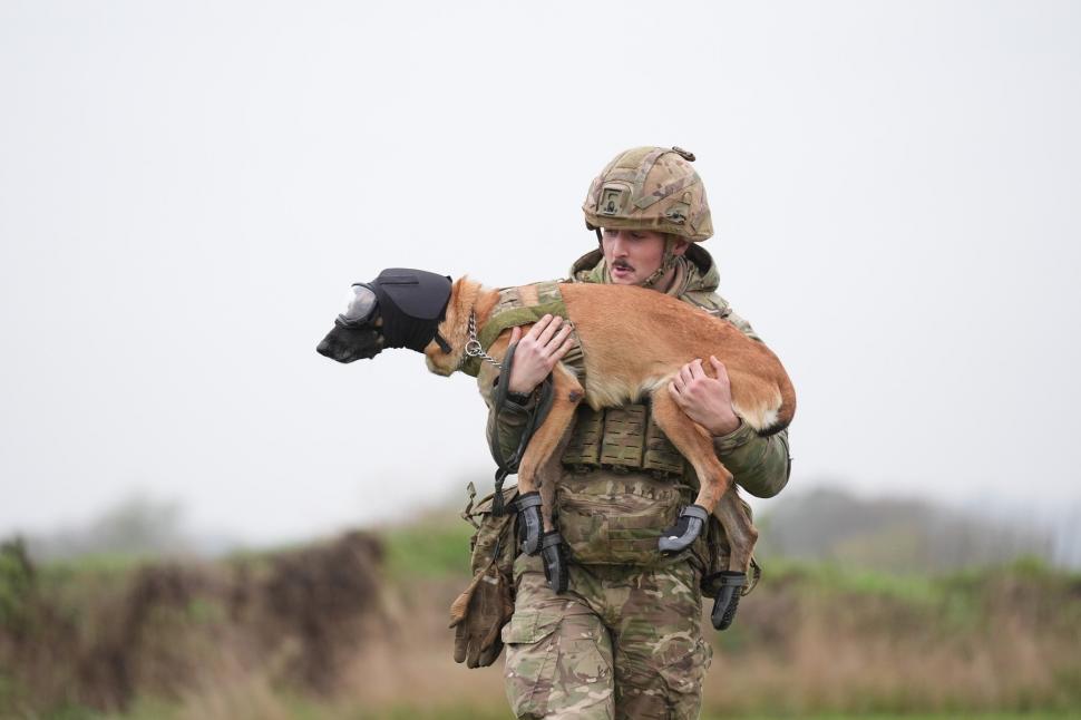 Ochelari și veste de protecție pentru câinii-soldați. Imagini inedite cu Una, Meg, Bonnie și Grainger 934346