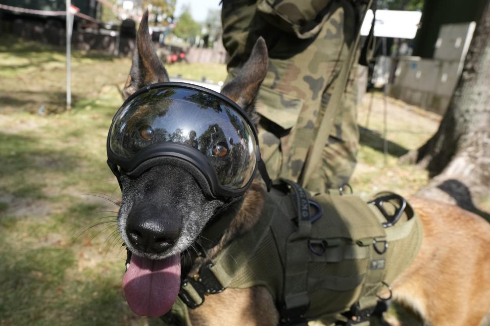 Ochelari și veste de protecție pentru câinii-soldați. Imagini inedite cu Una, Meg, Bonnie și Grainger 934347