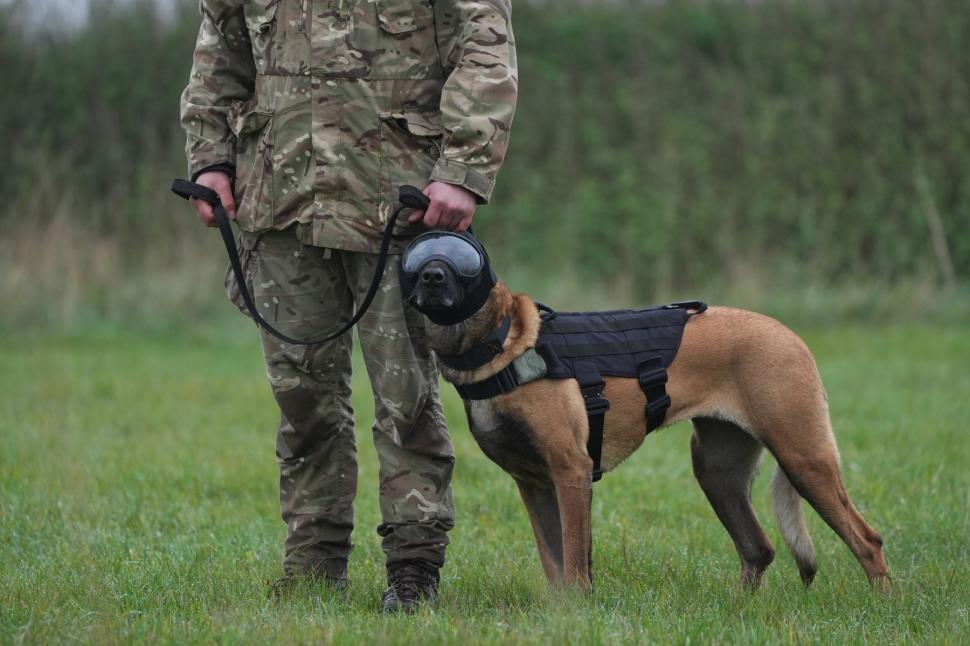 Ochelari și veste de protecție pentru câinii-soldați. Imagini inedite cu Una, Meg, Bonnie și Grainger 934348