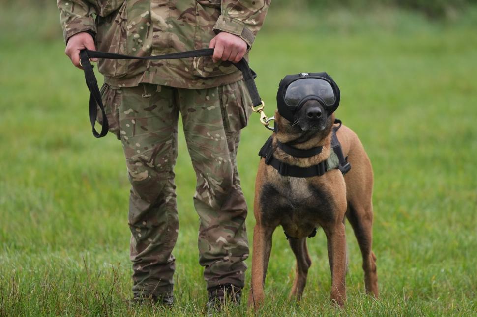 Ochelari și veste de protecție pentru câinii-soldați. Imagini inedite cu Una, Meg, Bonnie și Grainger 934349