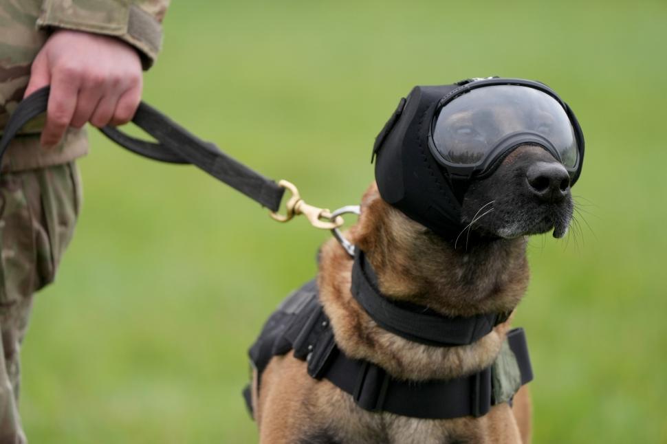 Ochelari și veste de protecție pentru câinii-soldați. Imagini inedite cu Una, Meg, Bonnie și Grainger 934351