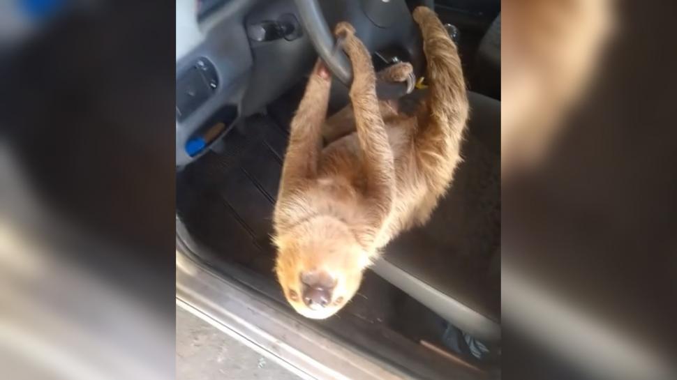 Un bărbat care şi-a lăsat geamul deschis la maşină s-a trezit dimineaţa cu un leneş la volan. Imaginile virale pe TikTok 934178
