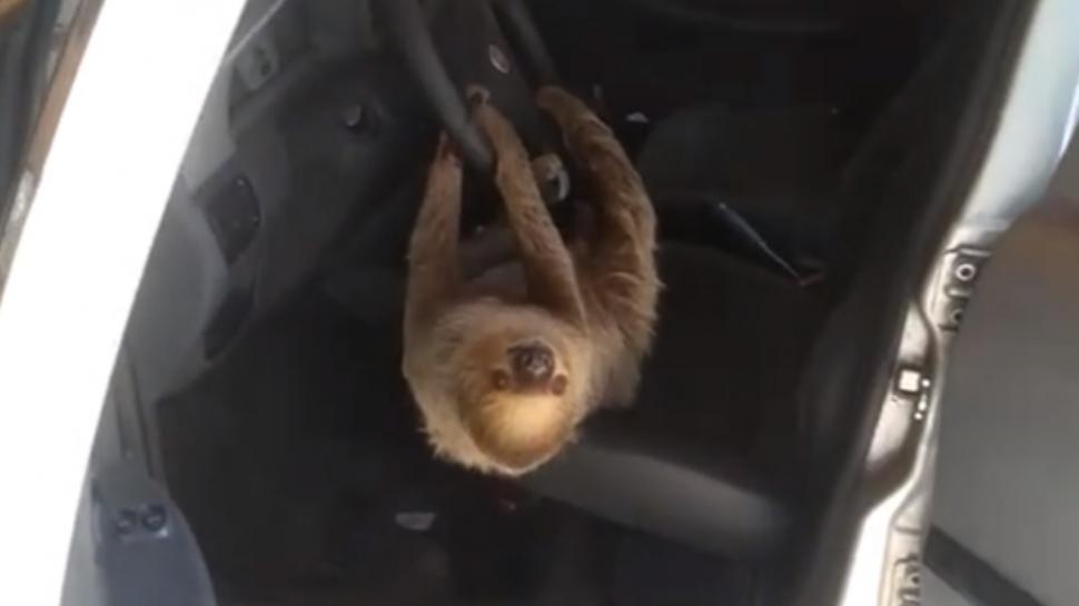 Un bărbat care şi-a lăsat geamul deschis la maşină s-a trezit dimineaţa cu un leneş la volan. Imaginile virale pe TikTok 934179