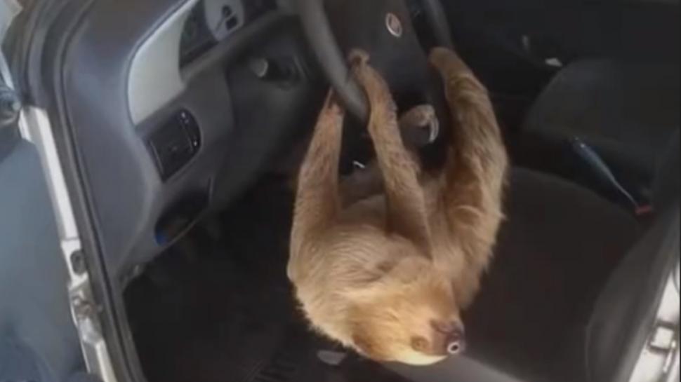 Un bărbat care şi-a lăsat geamul deschis la maşină s-a trezit dimineaţa cu un leneş la volan. Imaginile virale pe TikTok 934180