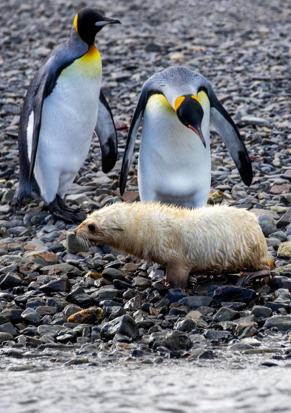 Imagini senzaționale cu un pui de focă „blond”, simpatic și jucăuș. Frații lui arată complet diferit 934441
