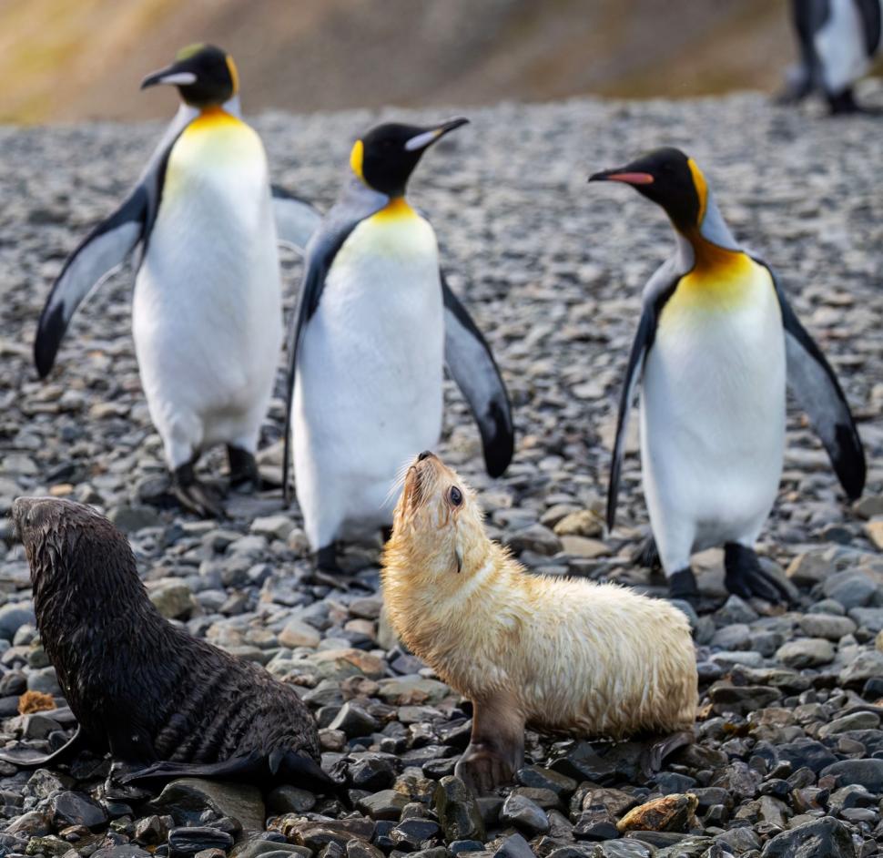 Imagini senzaționale cu un pui de focă „blond”, simpatic și jucăuș. Frații lui arată complet diferit 934442