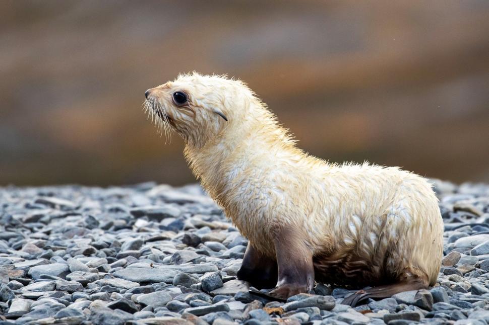 Imagini senzaționale cu un pui de focă „blond”, simpatic și jucăuș. Frații lui arată complet diferit 934443