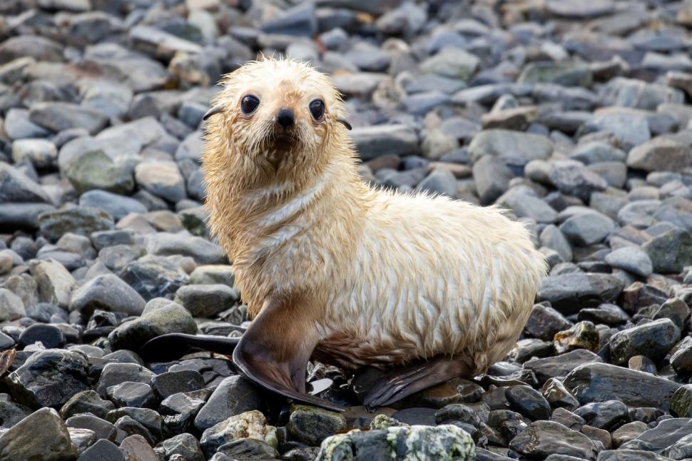 Imagini senzaționale cu un pui de focă „blond”, simpatic și jucăuș. Frații lui arată complet diferit 934444