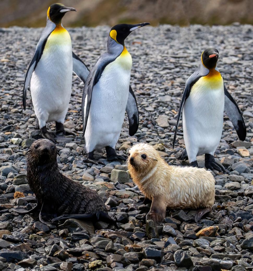 Imagini senzaționale cu un pui de focă „blond”, simpatic și jucăuș. Frații lui arată complet diferit 934445