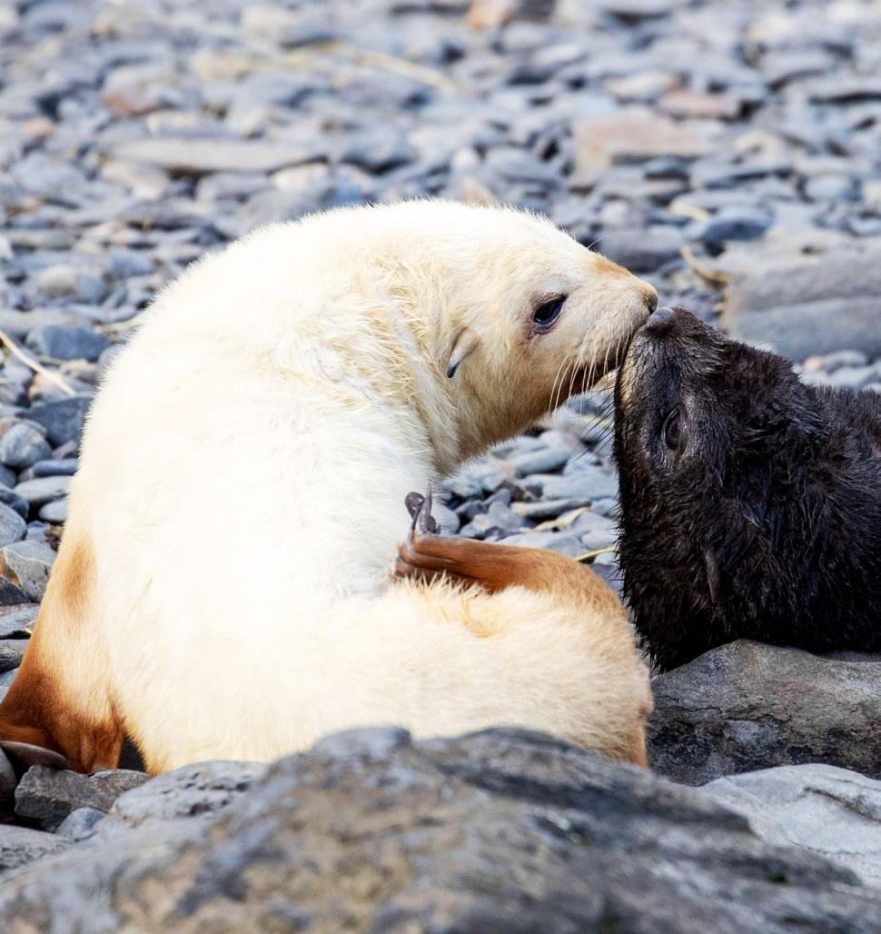 Imagini senzaționale cu un pui de focă „blond”, simpatic și jucăuș. Frații lui arată complet diferit 934446