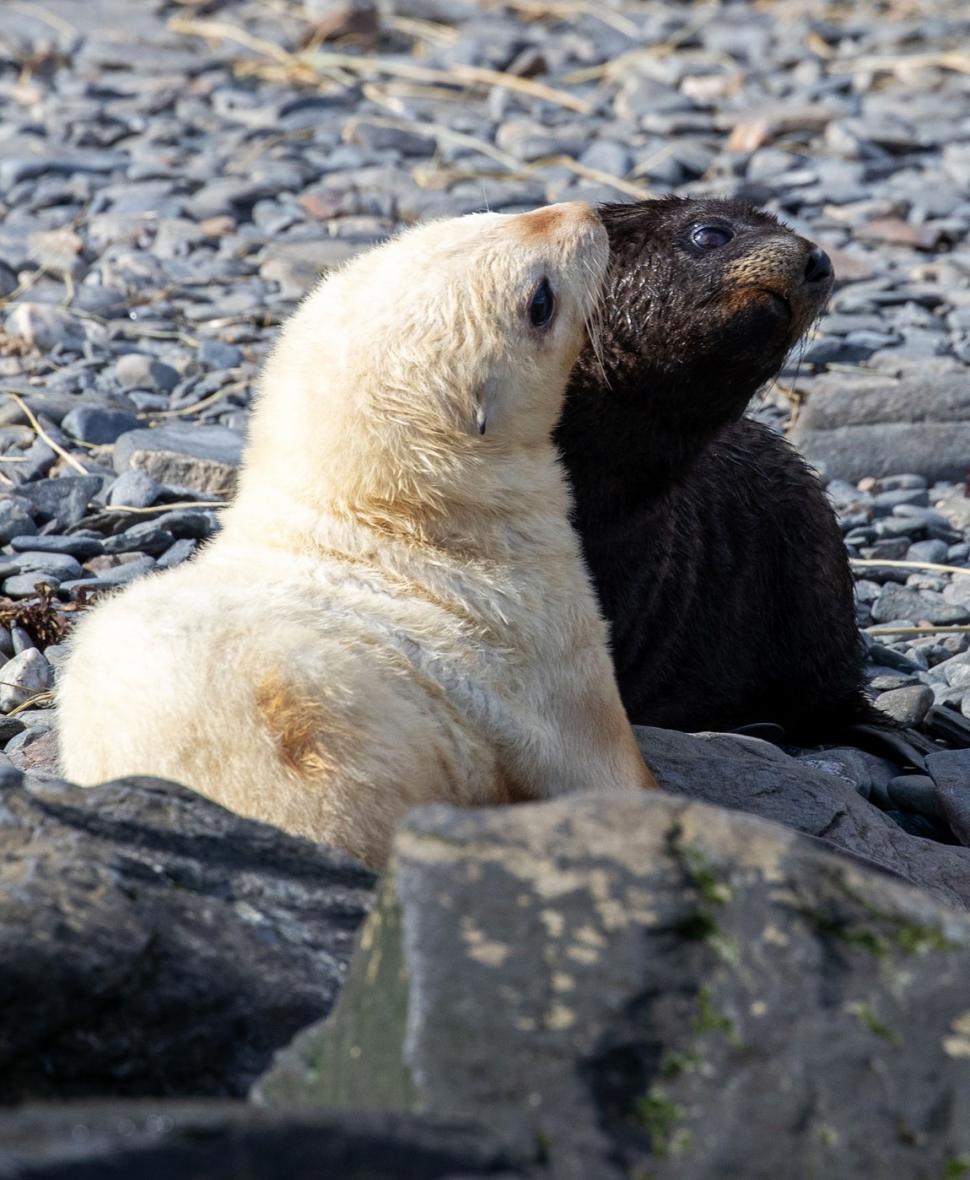 Imagini senzaționale cu un pui de focă „blond”, simpatic și jucăuș. Frații lui arată complet diferit 934447