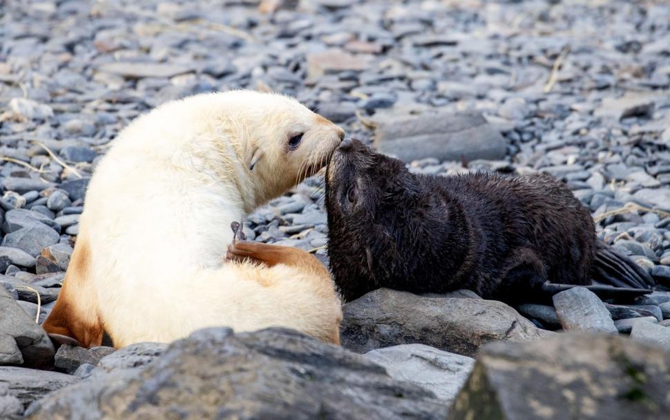 Imagini senzaționale cu un pui de focă „blond”, simpatic și jucăuș. Frații lui arată complet diferit 934448