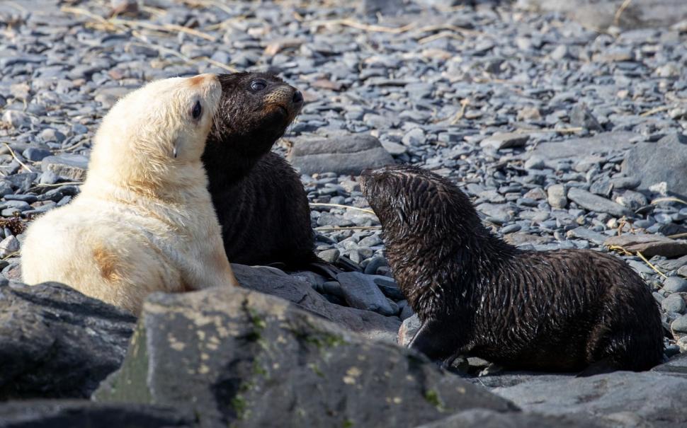 Imagini senzaționale cu un pui de focă „blond”, simpatic și jucăuș. Frații lui arată complet diferit 934449
