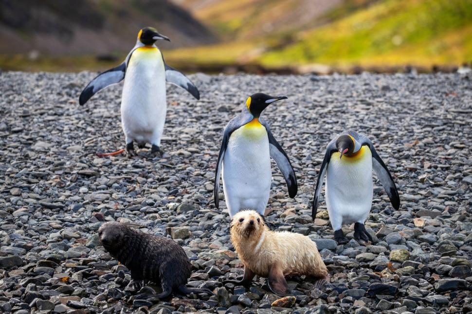 Imagini senzaționale cu un pui de focă „blond”, simpatic și jucăuș. Frații lui arată complet diferit 934450