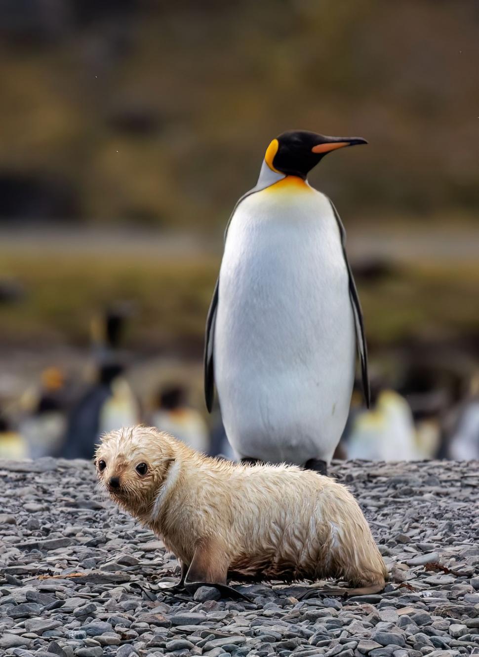 Imagini senzaționale cu un pui de focă „blond”, simpatic și jucăuș. Frații lui arată complet diferit 934451