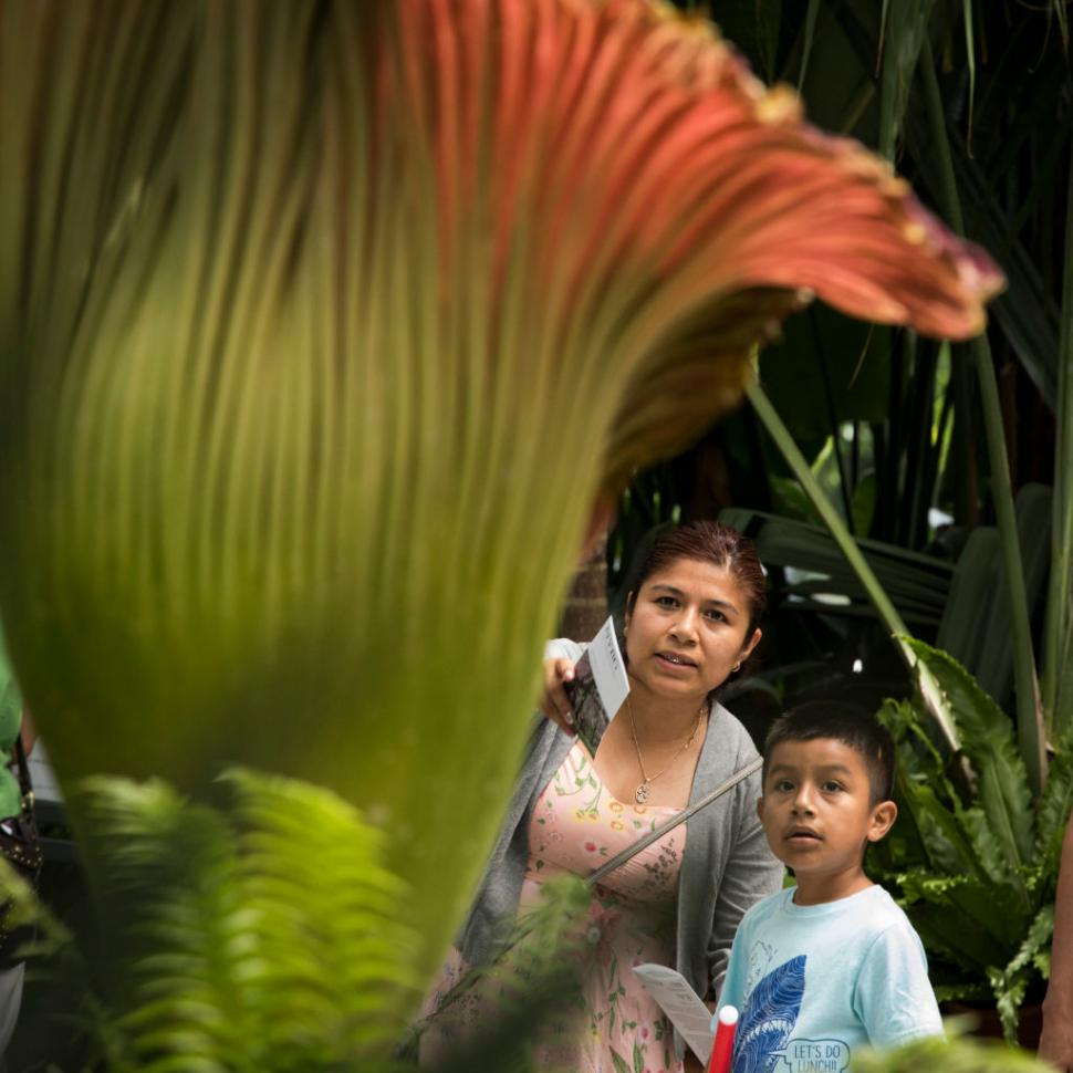 Mii de oameni stau la coadă ca să vadă floarea unei plante-cadavru, care emană miros de șobolani morți   935000