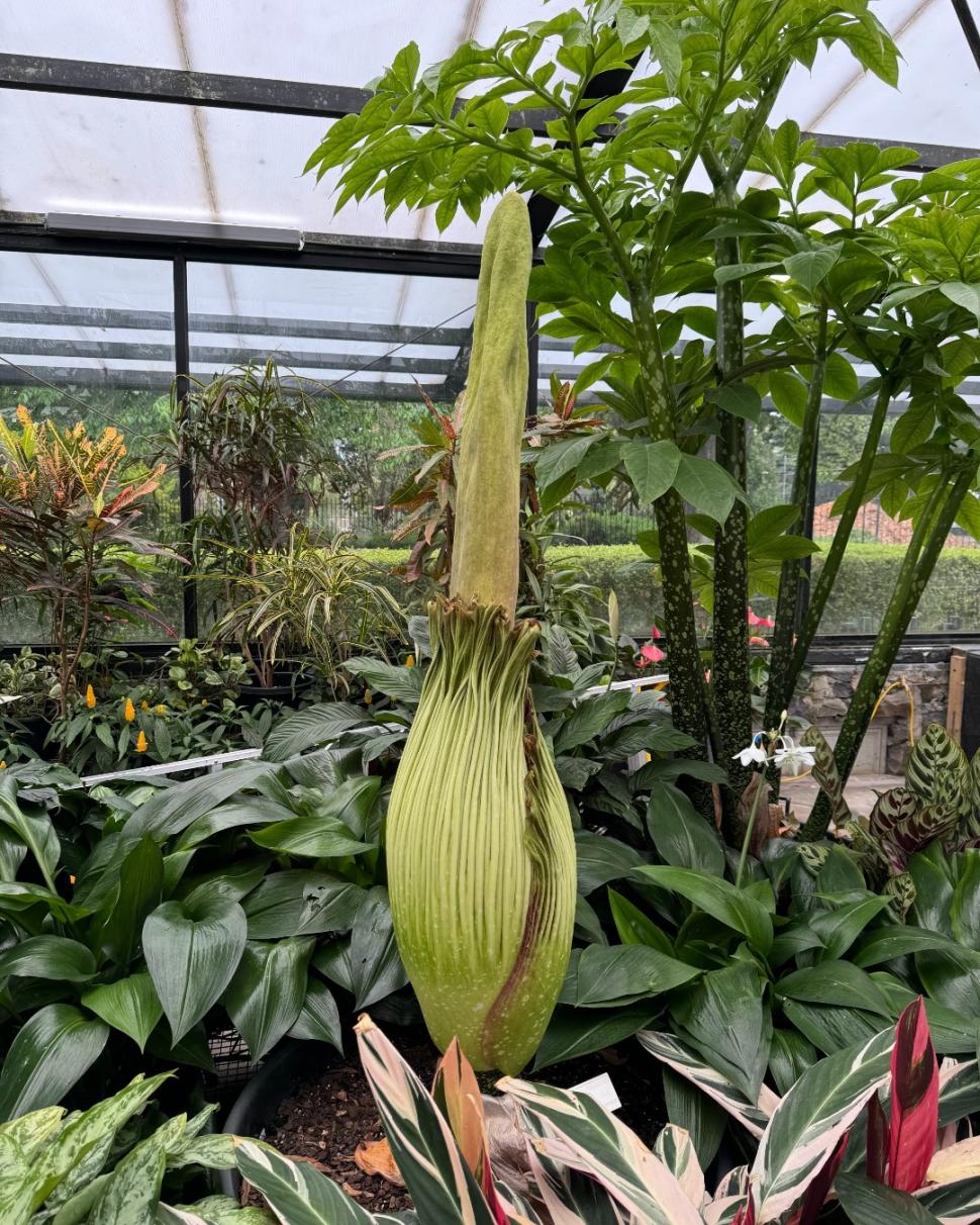 „Planta cadavru” a înflorit, la o grădină botanică din Australia. Transmisiunea live cu momentul rar în care Titan Arum se deschide 935159