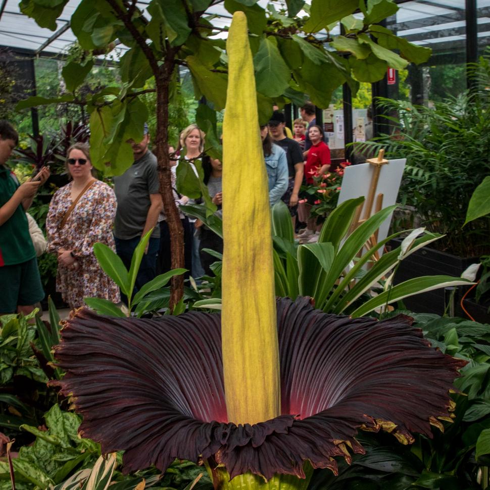 „Planta cadavru” a înflorit, la o grădină botanică din Australia. Transmisiunea live cu momentul rar în care Titan Arum se deschide 935164