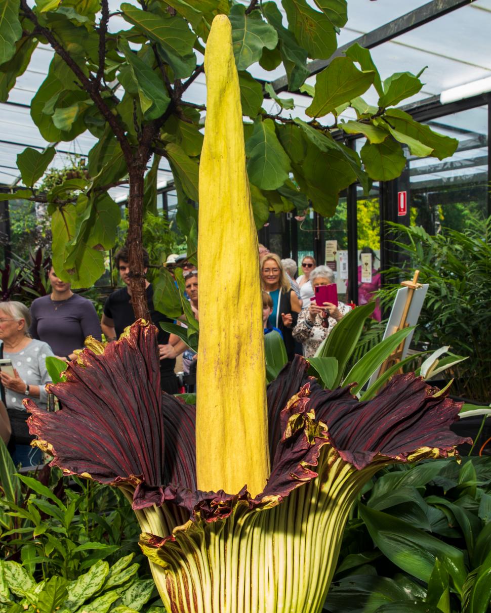 „Planta cadavru” a înflorit, la o grădină botanică din Australia. Transmisiunea live cu momentul rar în care Titan Arum se deschide 935166