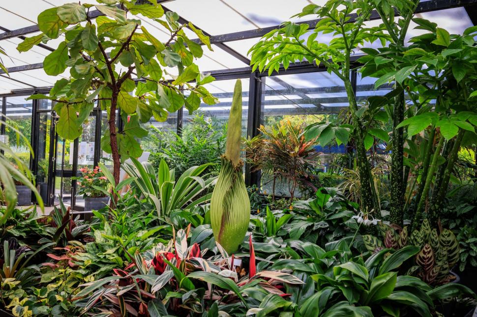 „Planta cadavru” a înflorit, la o grădină botanică din Australia. Transmisiunea live cu momentul rar în care Titan Arum se deschide 935169