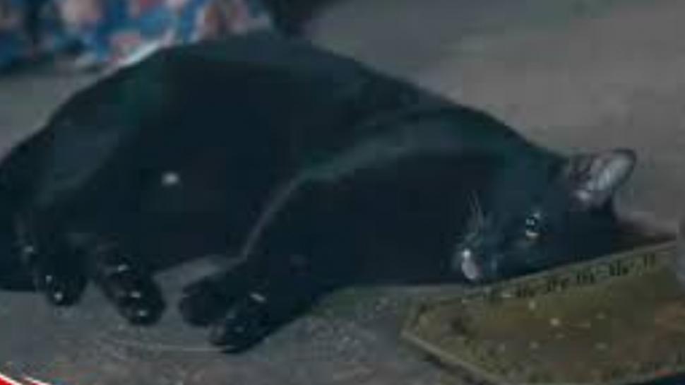 Scandal uriaș în rândul iubitorilor de animale: O pisică a fost sedată pentru o scenă dramatică într-un celebru serial TV 935150