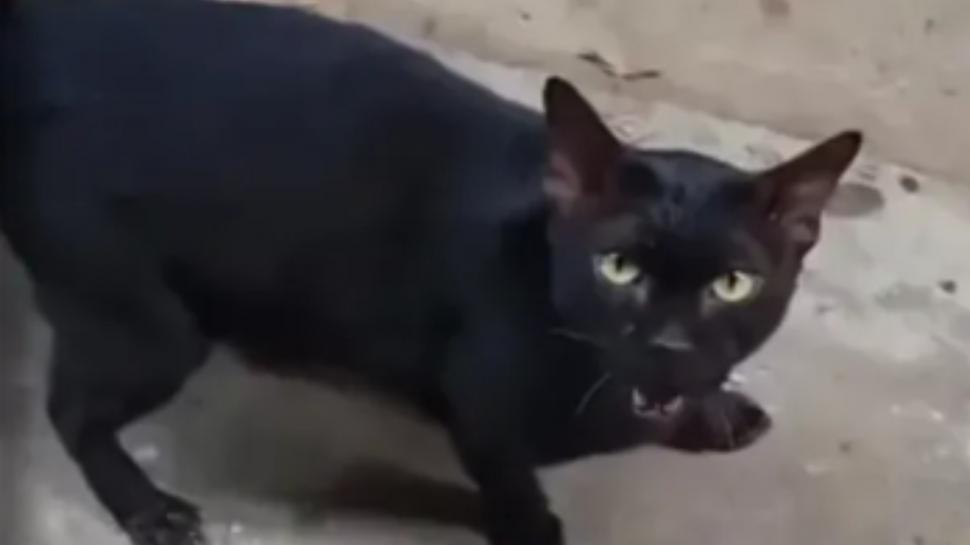 Scandal uriaș în rândul iubitorilor de animale: O pisică a fost sedată pentru o scenă dramatică într-un celebru serial TV 935151