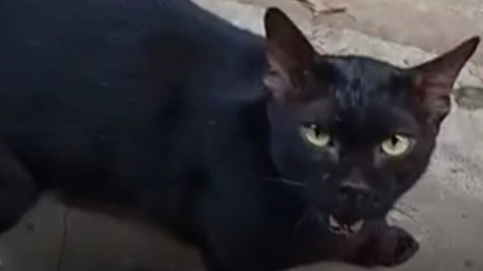 Scandal uriaș în rândul iubitorilor de animale: O pisică a fost sedată pentru o scenă dramatică într-un celebru serial TV 935152