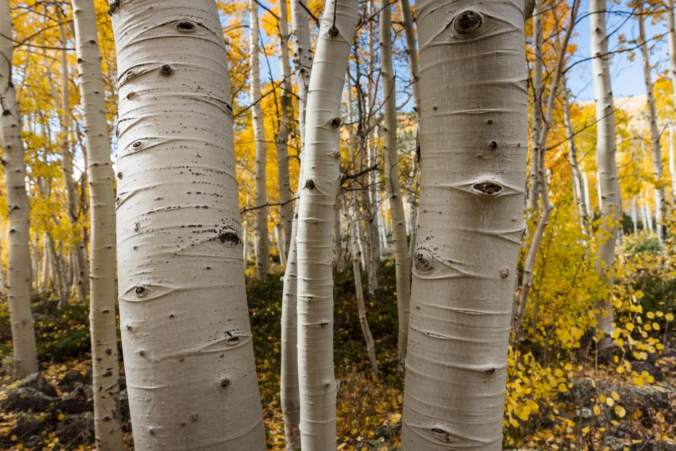 Cum arată și ce este Pando, cel mai greu organism viu din lume: Crește încontinuu de zeci de mii de ani și ocupă 40 de hectare de teren 935445