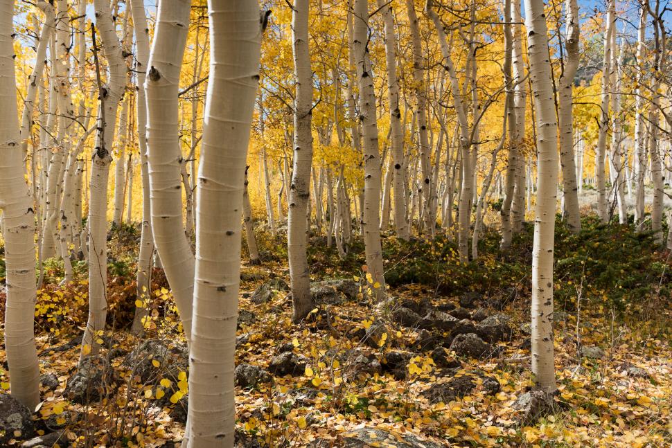 Cum arată și ce este Pando, cel mai greu organism viu din lume: Crește încontinuu de zeci de mii de ani și ocupă 40 de hectare de teren 935448