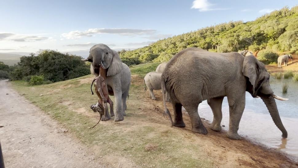 Imagini sfâșietoare cu o mamă elefant care refuză să abandoneze trupul puiului născut mort. Reacția turmei 935301