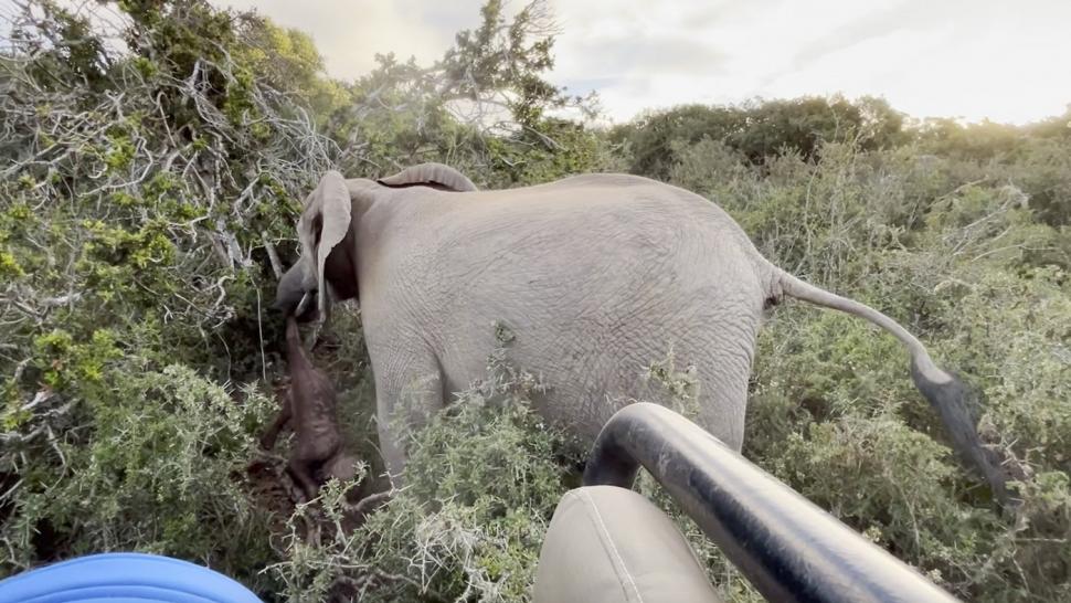Imagini sfâșietoare cu o mamă elefant care refuză să abandoneze trupul puiului născut mort. Reacția turmei 935302