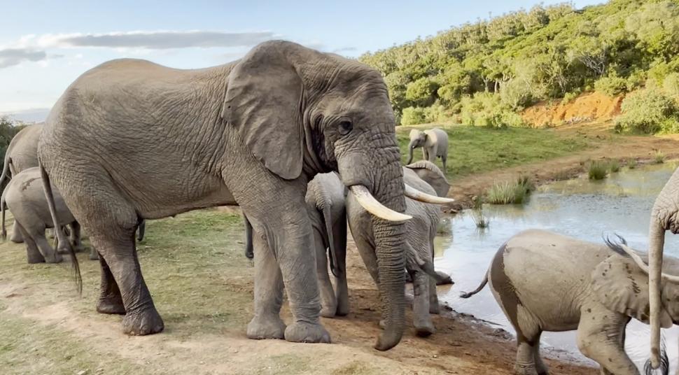 Imagini sfâșietoare cu o mamă elefant care refuză să abandoneze trupul puiului născut mort. Reacția turmei 935303