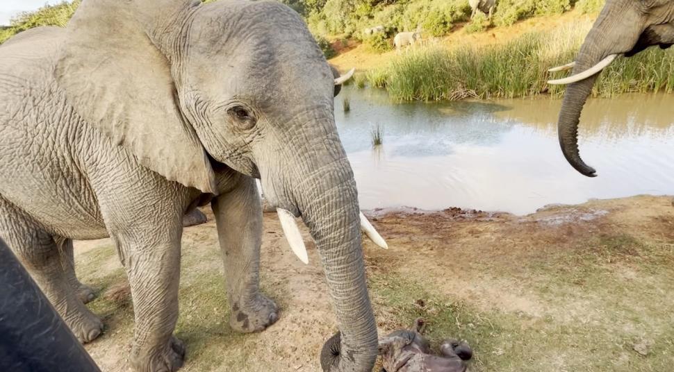 Imagini sfâșietoare cu o mamă elefant care refuză să abandoneze trupul puiului născut mort. Reacția turmei 935305