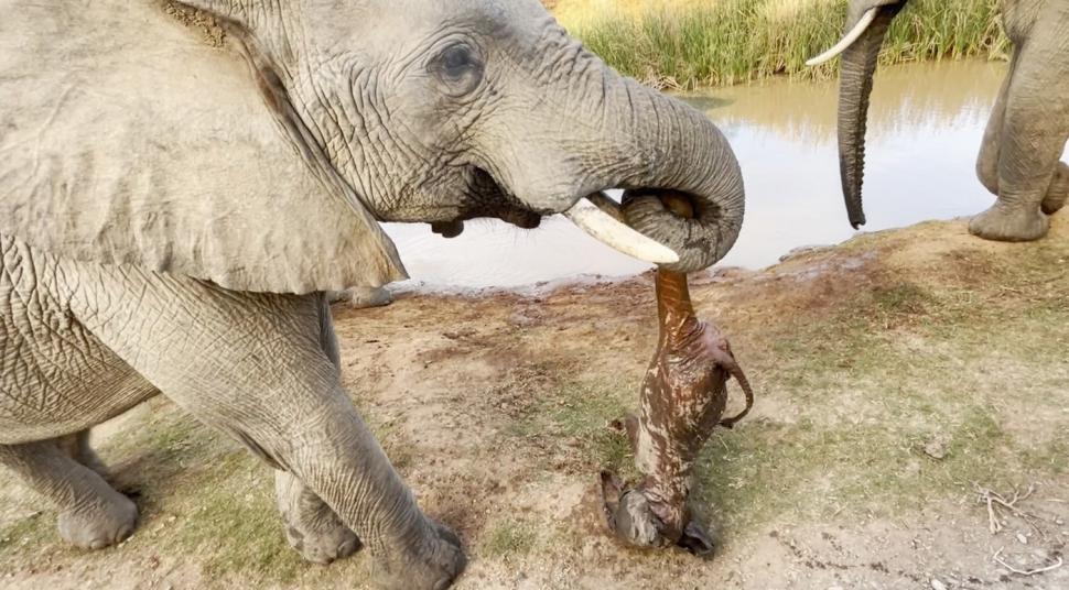 Imagini sfâșietoare cu o mamă elefant care refuză să abandoneze trupul puiului născut mort. Reacția turmei 935306