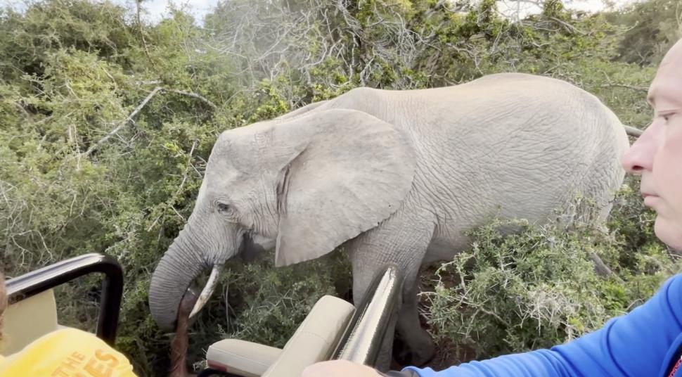 Imagini sfâșietoare cu o mamă elefant care refuză să abandoneze trupul puiului născut mort. Reacția turmei 935307