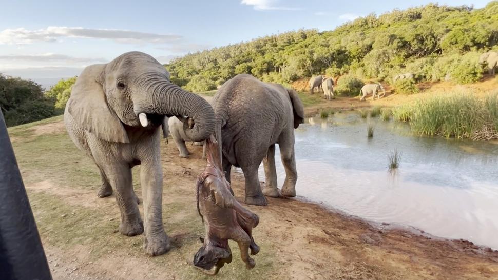 Imagini sfâșietoare cu o mamă elefant care refuză să abandoneze trupul puiului născut mort. Reacția turmei 935308