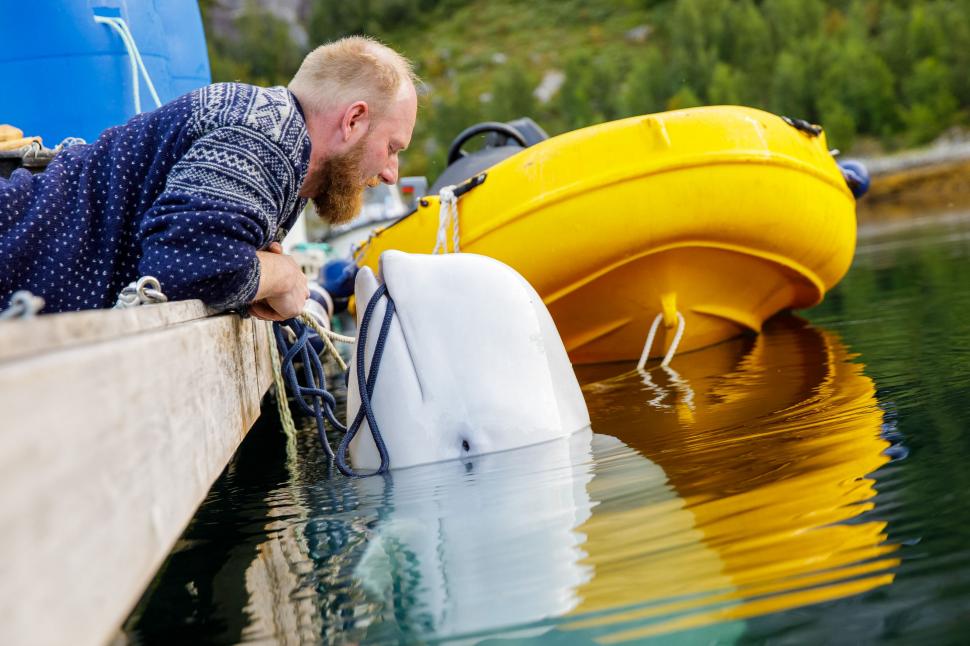 Misterul balenei-spion din apele nordice: Hvaldimir a fost un „dezertor” din armata lui Putin, dar sfârșitul nu i-a venit din Rusia 935335