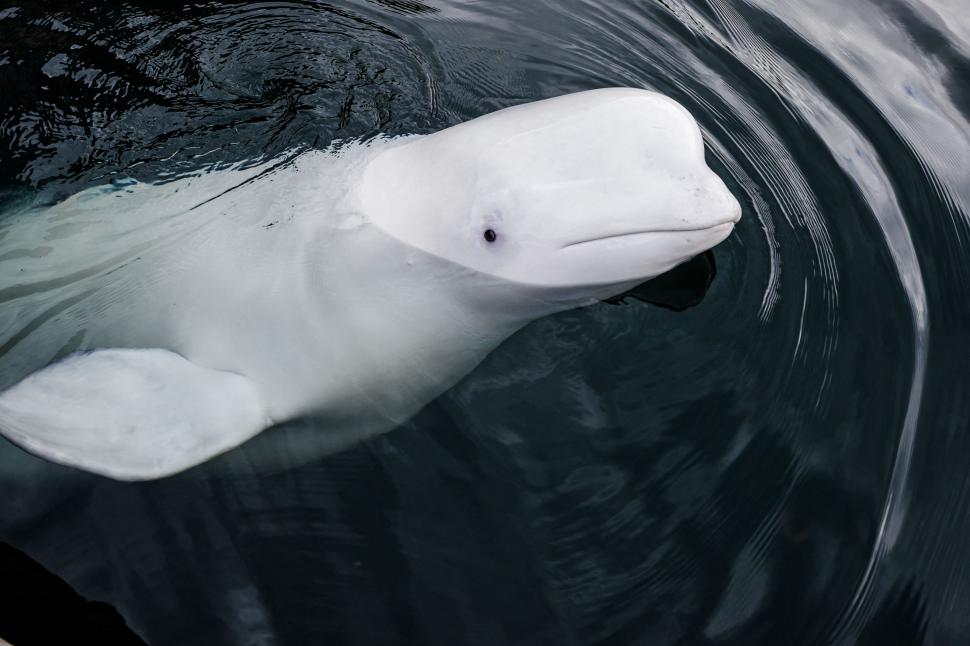 Misterul balenei-spion din apele nordice: Hvaldimir a fost un „dezertor” din armata lui Putin, dar sfârșitul nu i-a venit din Rusia 935336