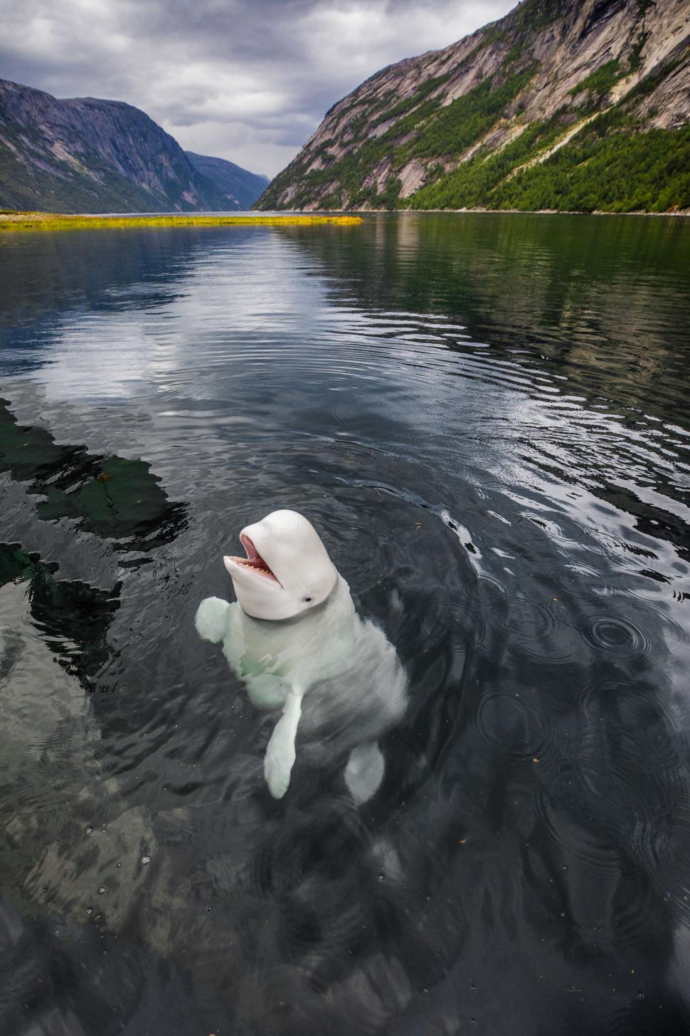 Misterul balenei-spion din apele nordice: Hvaldimir a fost un „dezertor” din armata lui Putin, dar sfârșitul nu i-a venit din Rusia 935337