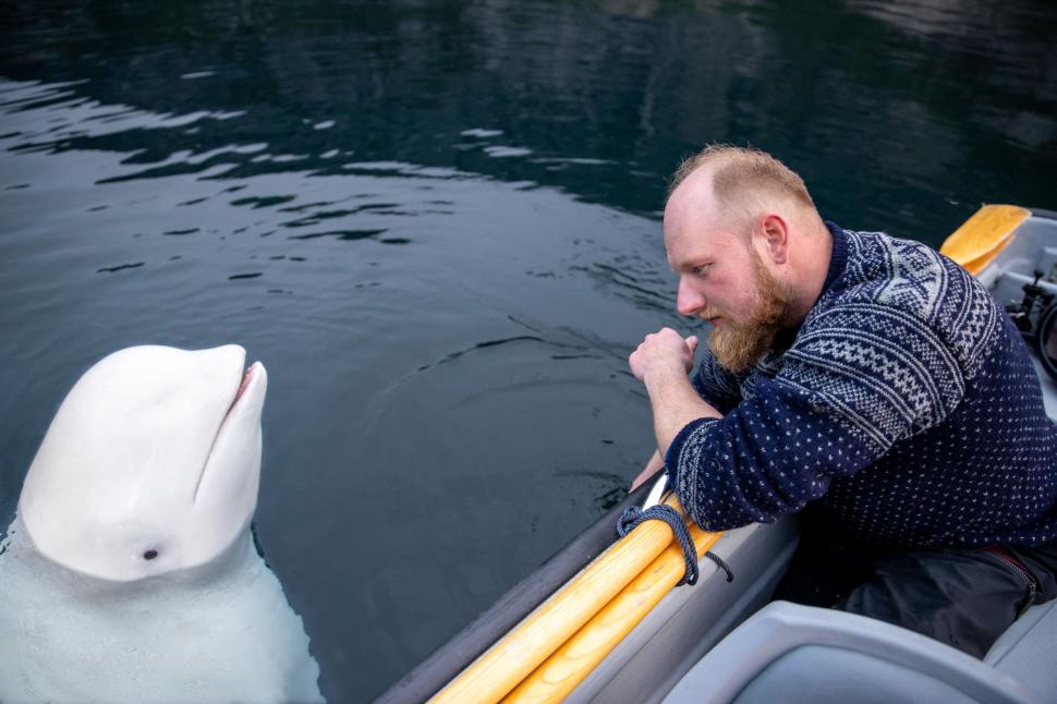 Misterul balenei-spion din apele nordice: Hvaldimir a fost un „dezertor” din armata lui Putin, dar sfârșitul nu i-a venit din Rusia 935338