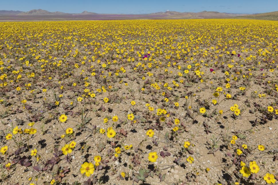 Cel mai arid deșert din lume devine un câmp cu flori o dată la câțiva ani. Imagini spectaculoase cu fenomenul numit „Deșertul Înflorit” 936504