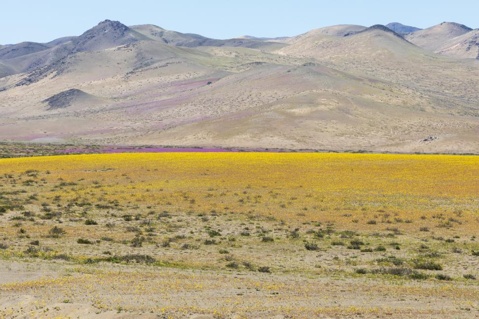 Cel mai arid deșert din lume devine un câmp cu flori o dată la câțiva ani. Imagini spectaculoase cu fenomenul numit „Deșertul Înflorit” 936505