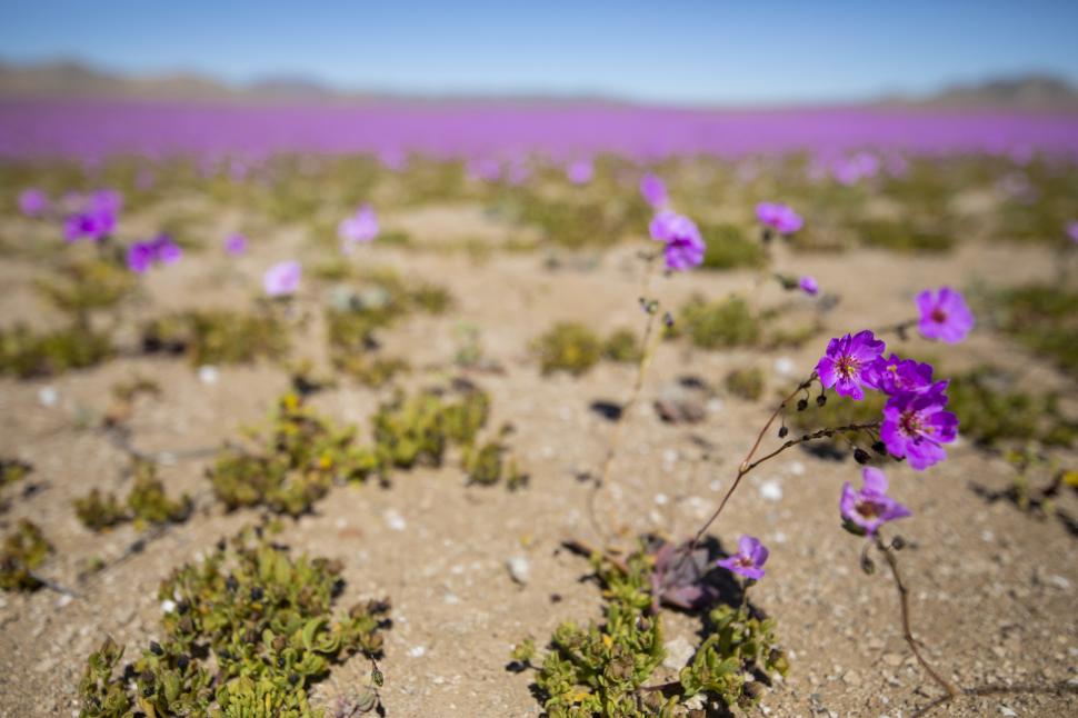 Cel mai arid deșert din lume devine un câmp cu flori o dată la câțiva ani. Imagini spectaculoase cu fenomenul numit „Deșertul Înflorit” 936507