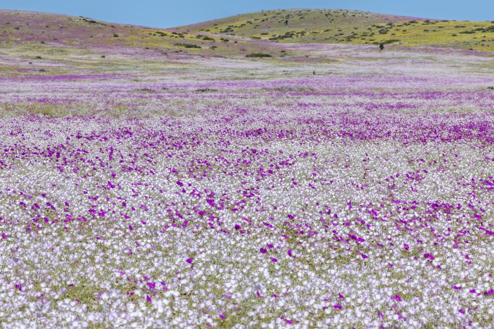 Cel mai arid deșert din lume devine un câmp cu flori o dată la câțiva ani. Imagini spectaculoase cu fenomenul numit „Deșertul Înflorit” 936508