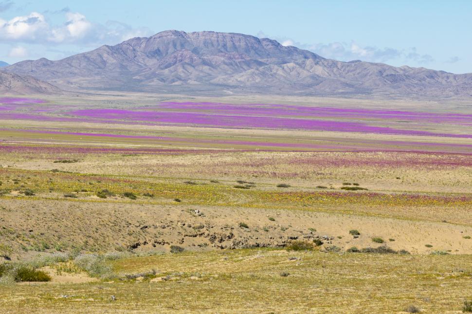 Cel mai arid deșert din lume devine un câmp cu flori o dată la câțiva ani. Imagini spectaculoase cu fenomenul numit „Deșertul Înflorit” 936509