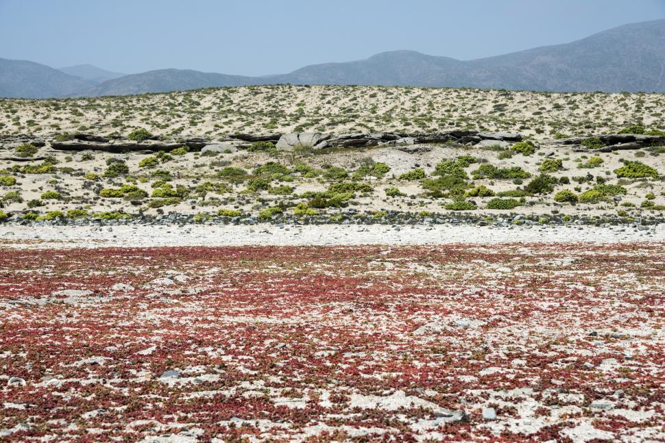 Cel mai arid deșert din lume devine un câmp cu flori o dată la câțiva ani. Imagini spectaculoase cu fenomenul numit „Deșertul Înflorit” 936510