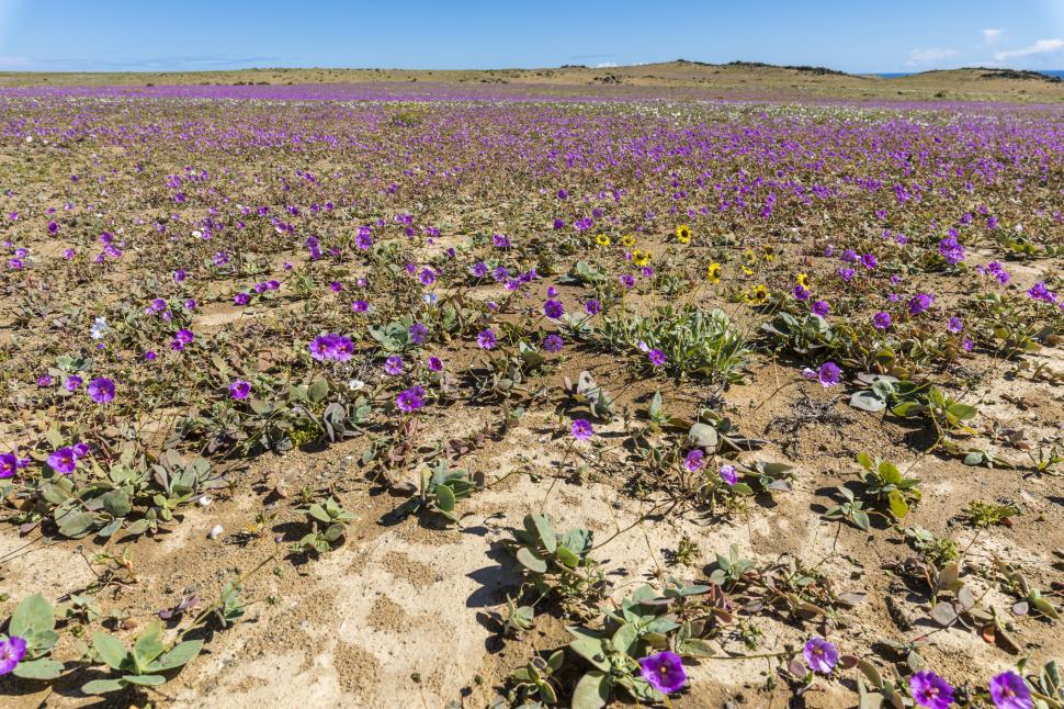 Cel mai arid deșert din lume devine un câmp cu flori o dată la câțiva ani. Imagini spectaculoase cu fenomenul numit „Deșertul Înflorit” 936511